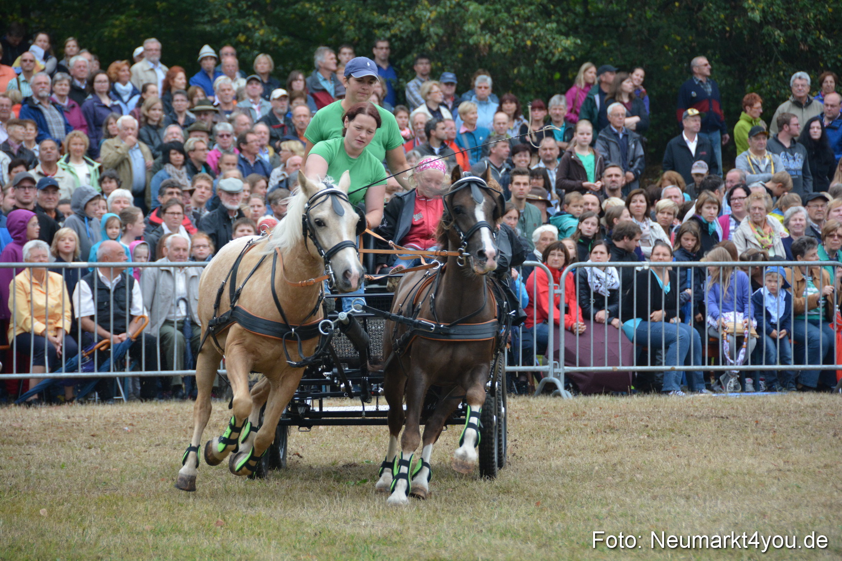 Pferde und Fohlenschau 170815 0234