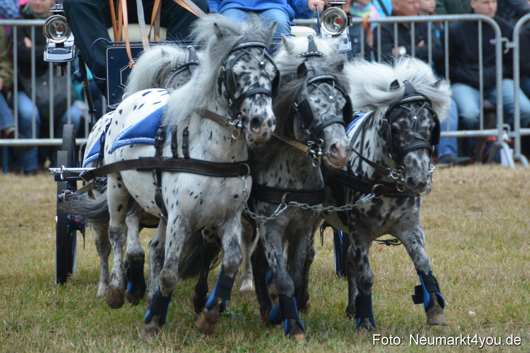 Pferde und Fohlenschau 170815 0236