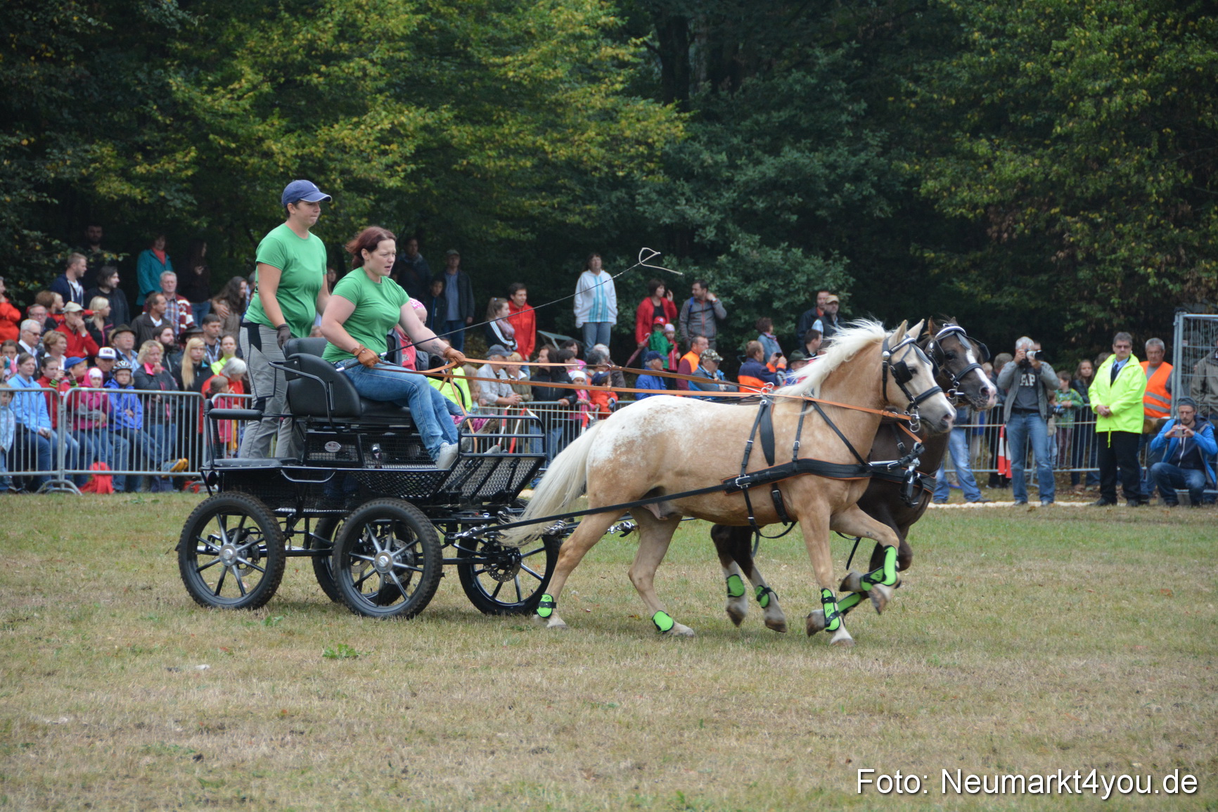 Pferde und Fohlenschau 170815 0237