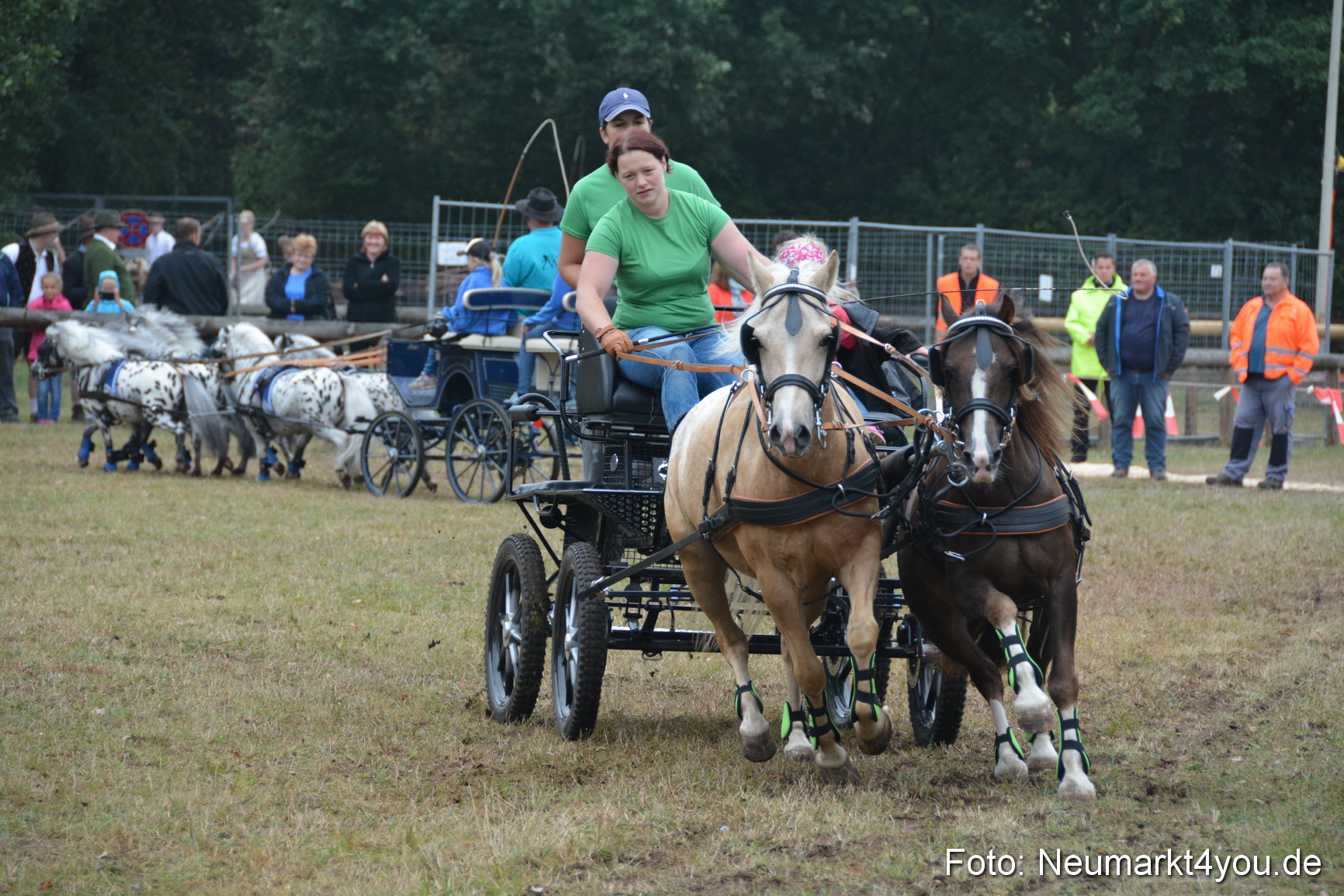 Pferde und Fohlenschau 170815 0238