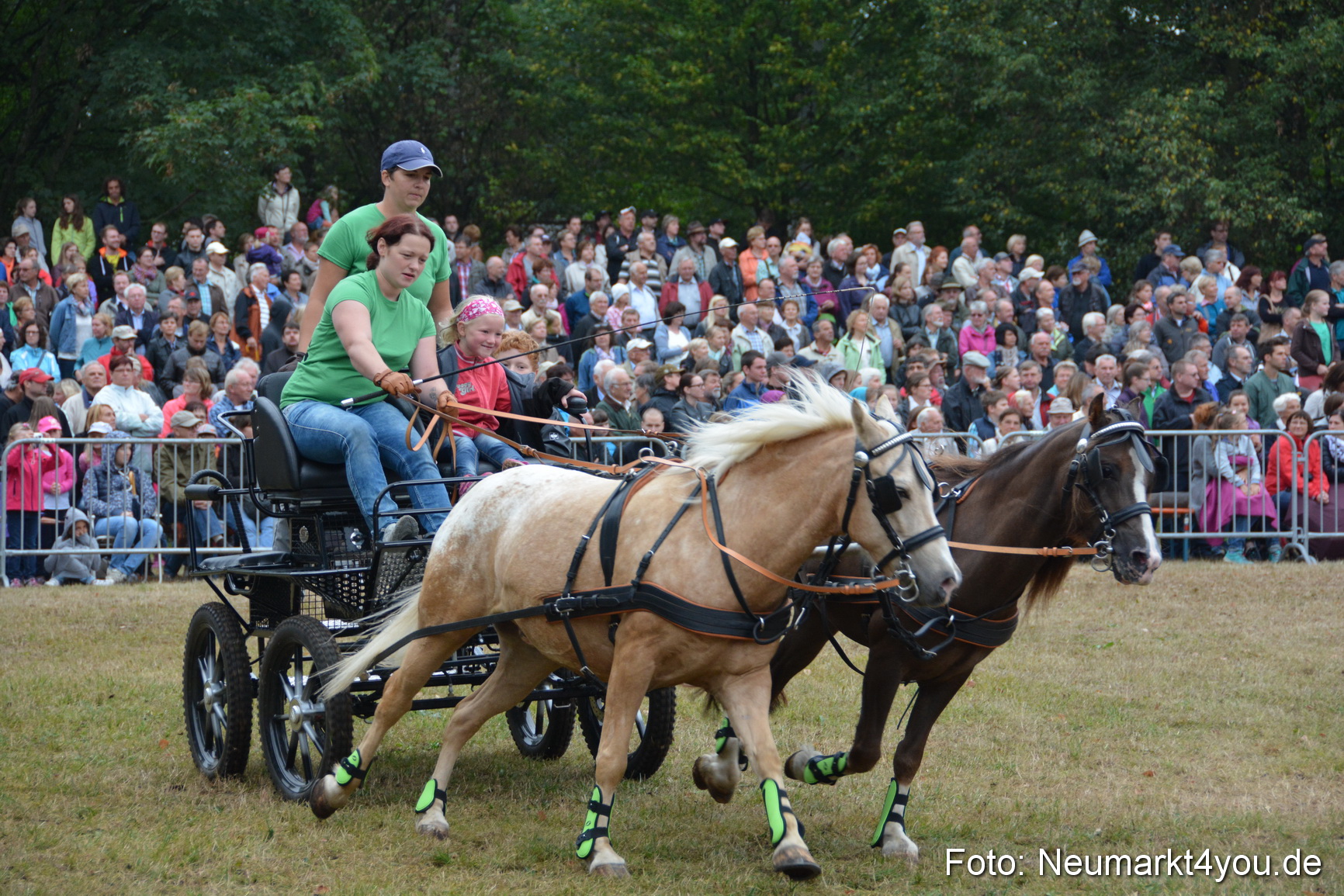 Pferde und Fohlenschau 170815 0242