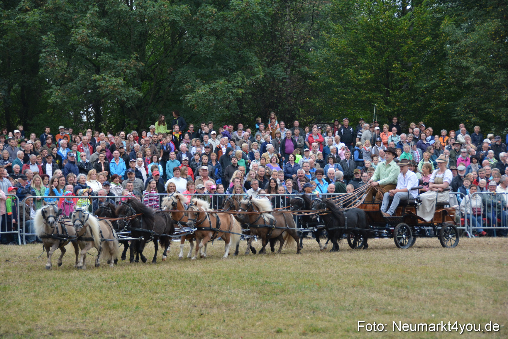 Pferde und Fohlenschau 170815 0244