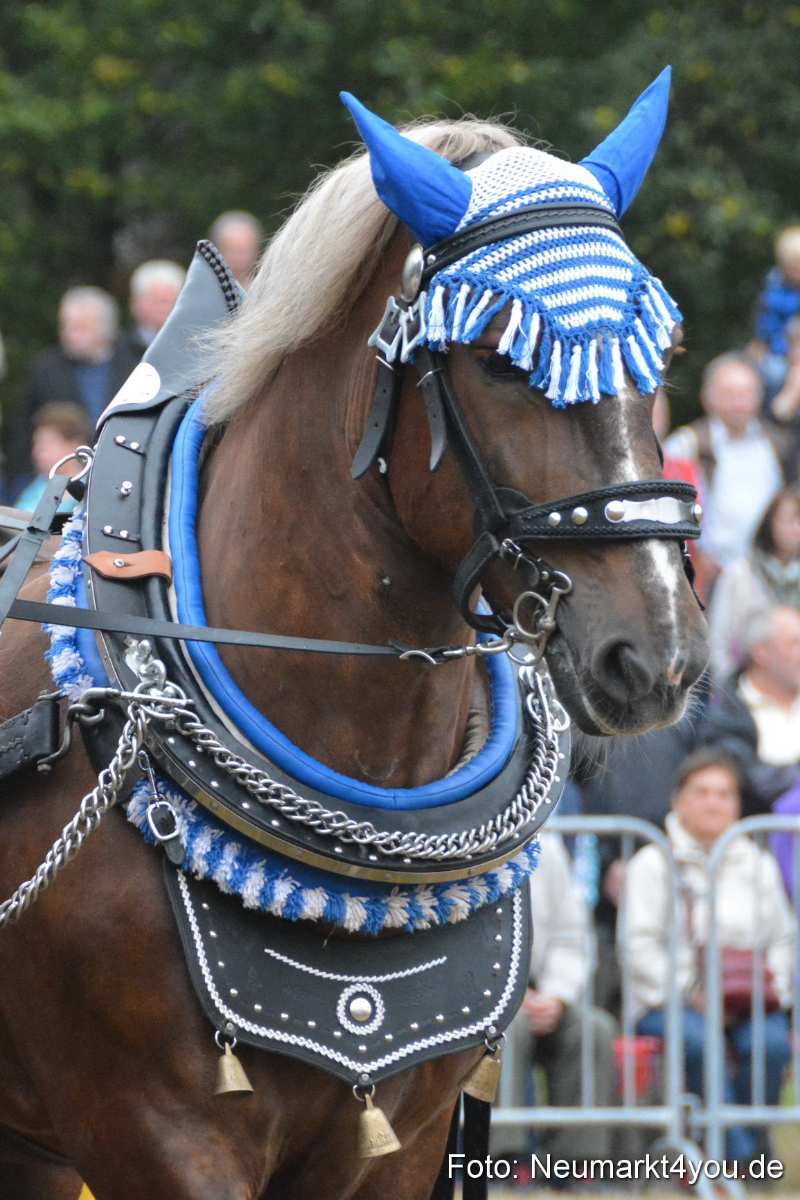 Pferde und Fohlenschau 170815 0008