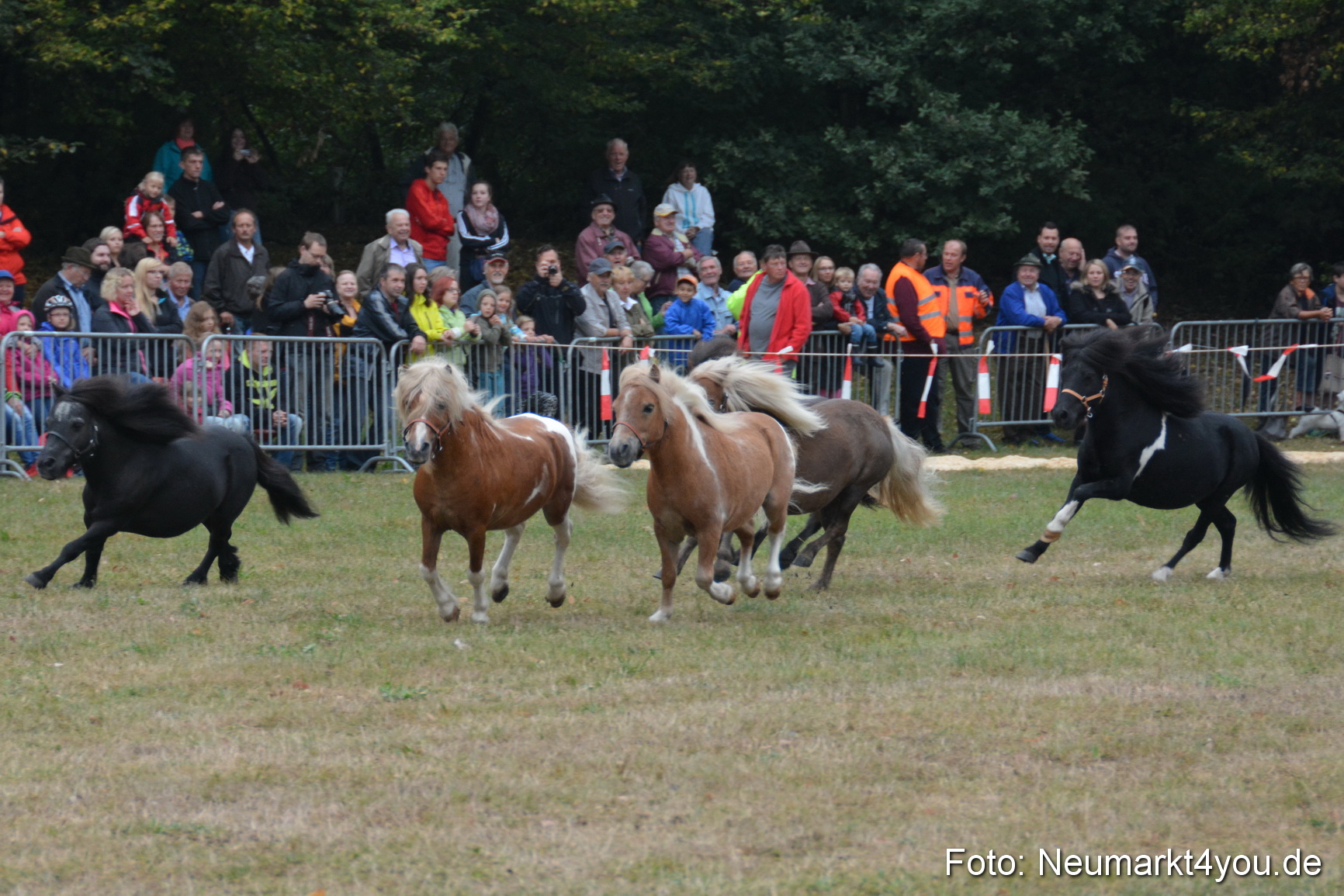 Pferde und Fohlenschau 170815 0013
