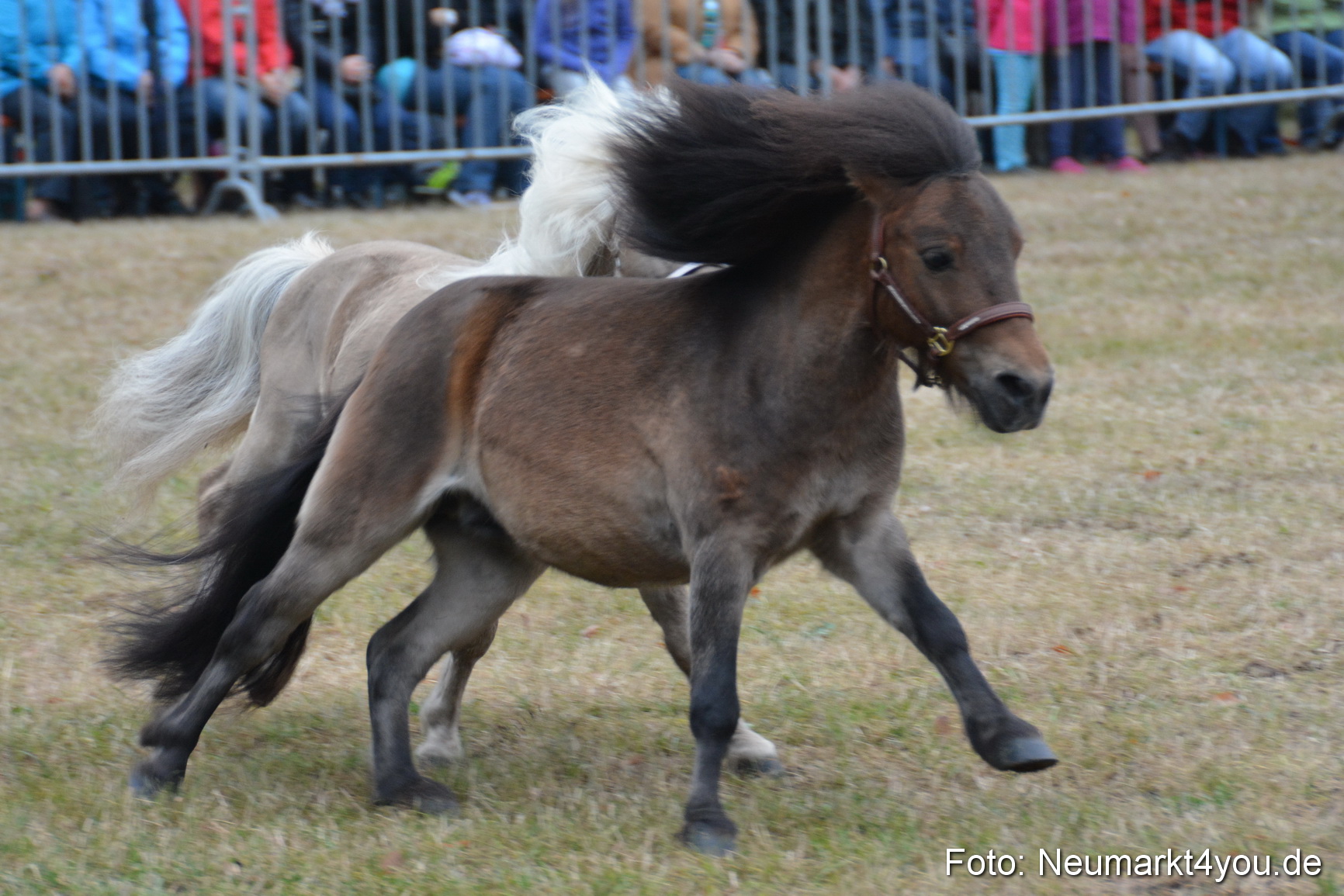 Pferde und Fohlenschau 170815 0016