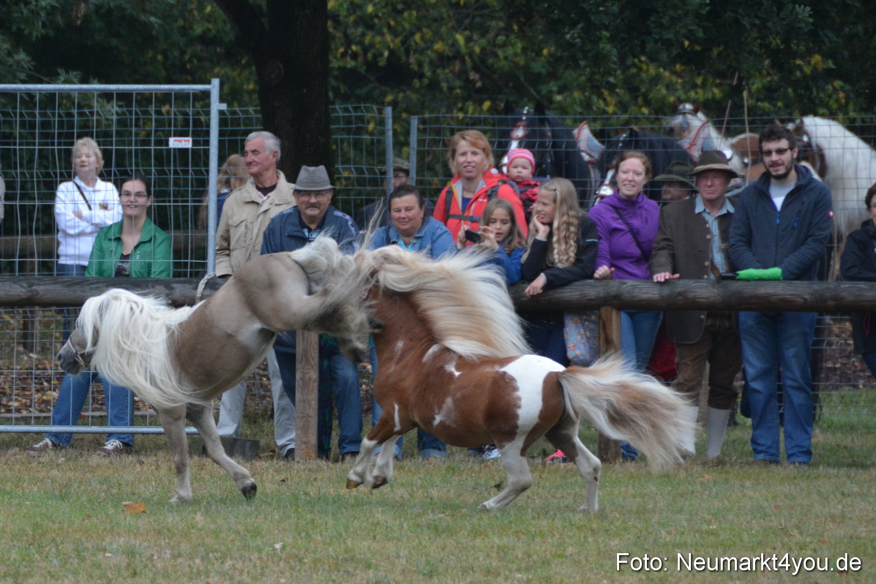 Pferde und Fohlenschau 170815 0019