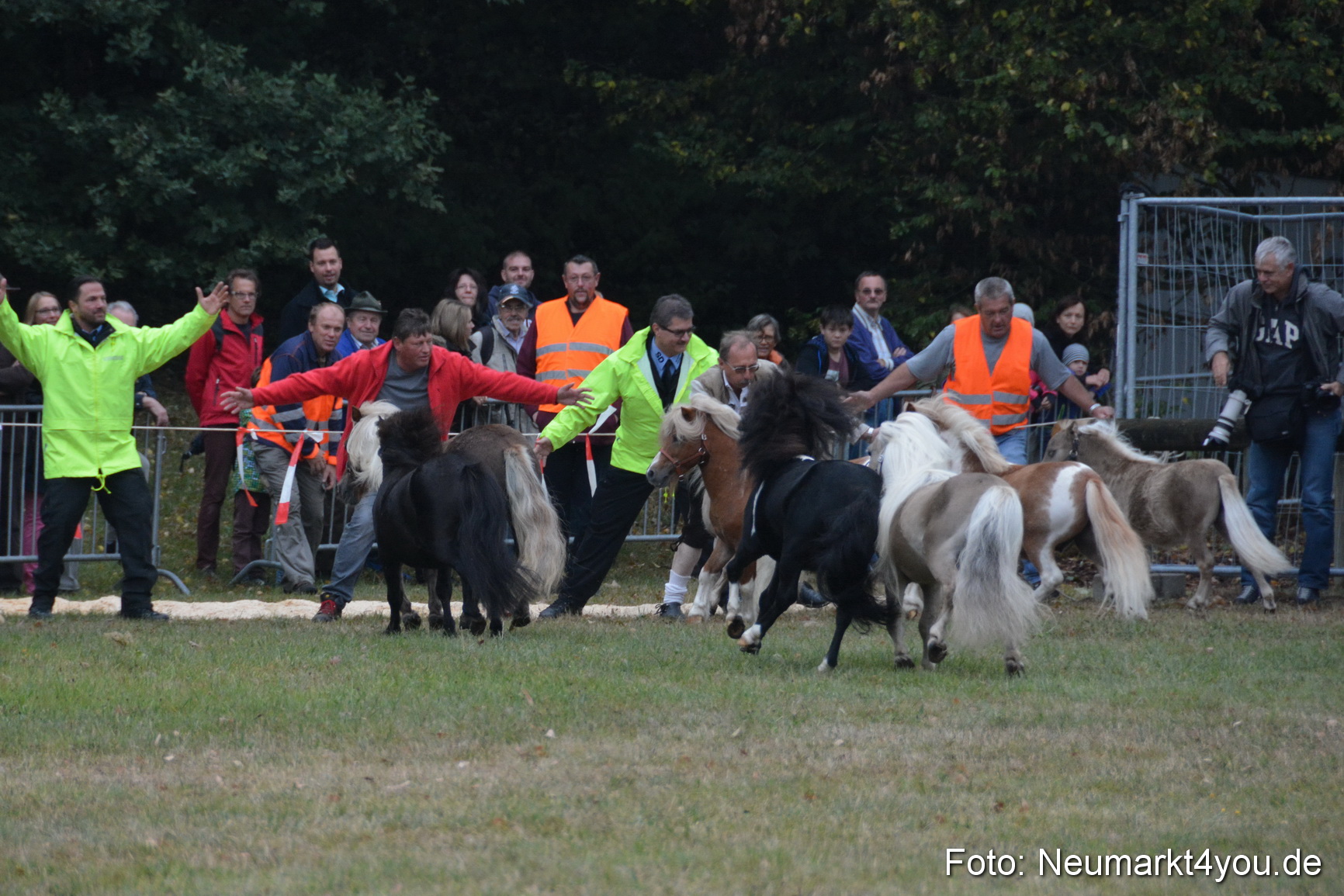 Pferde und Fohlenschau 170815 0023