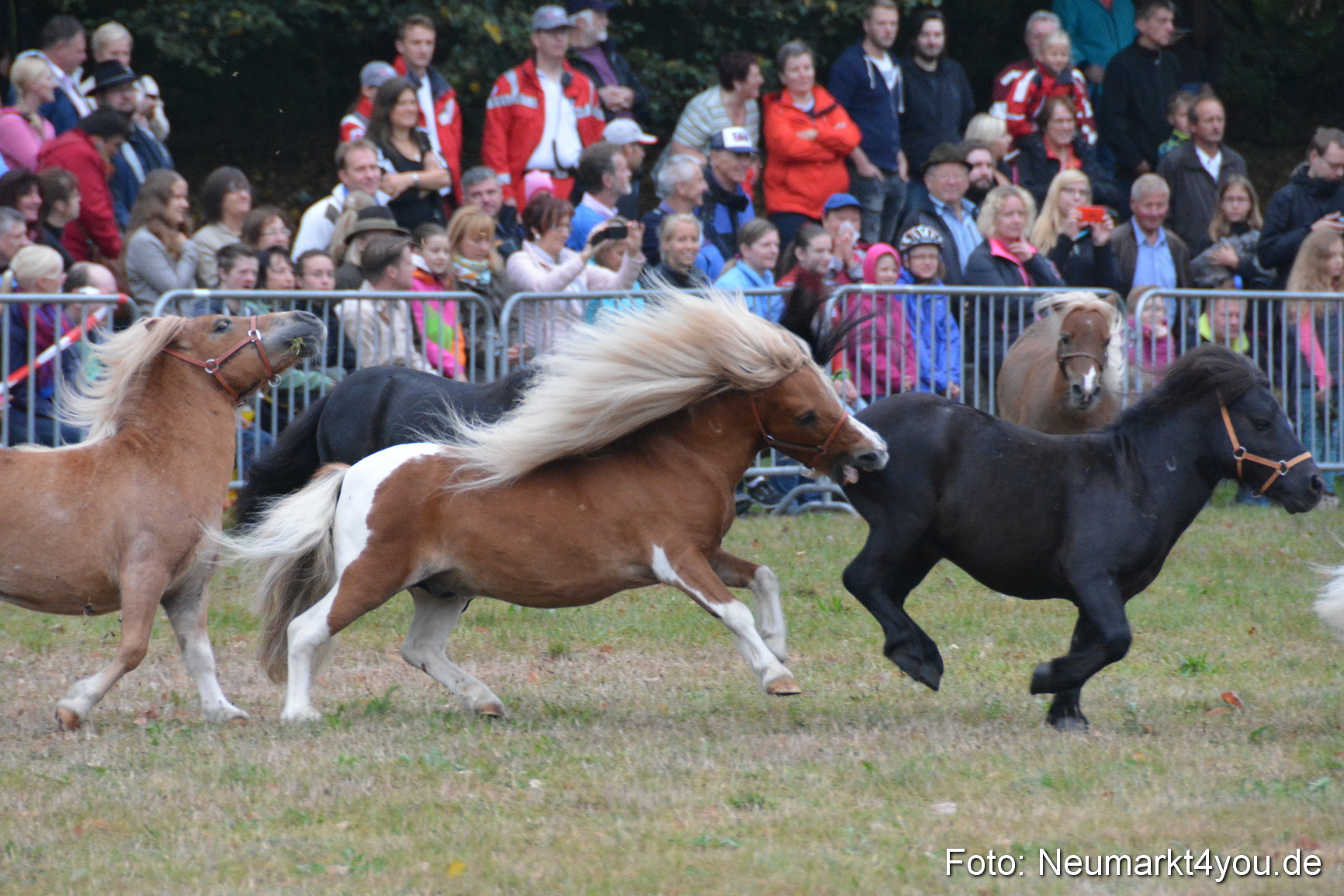 Pferde und Fohlenschau 170815 0024