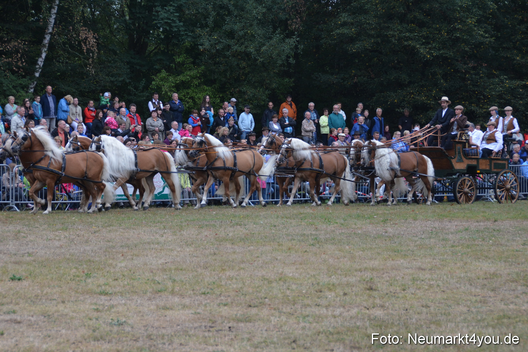 Pferde und Fohlenschau 170815 0026