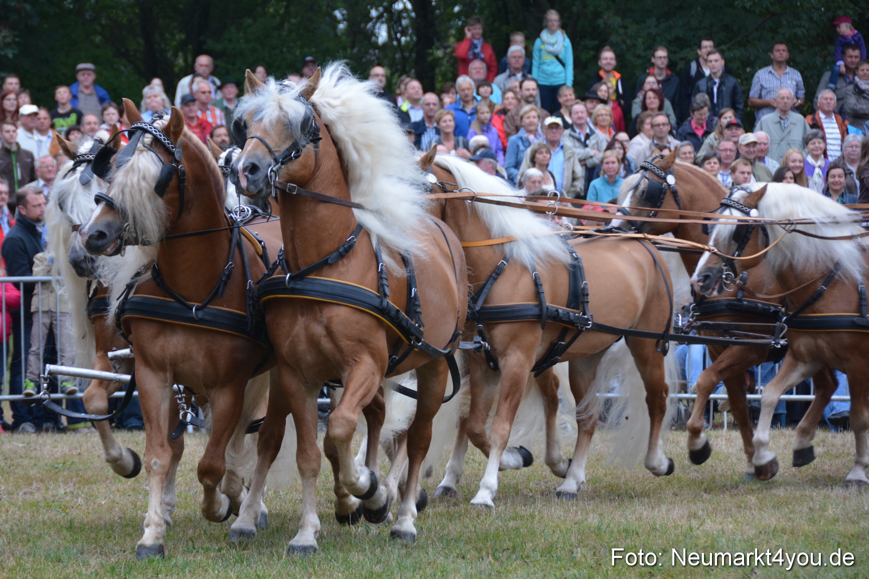 Pferde und Fohlenschau 170815 0027