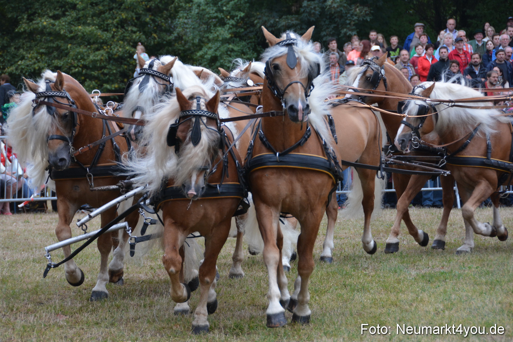 Pferde und Fohlenschau 170815 0035