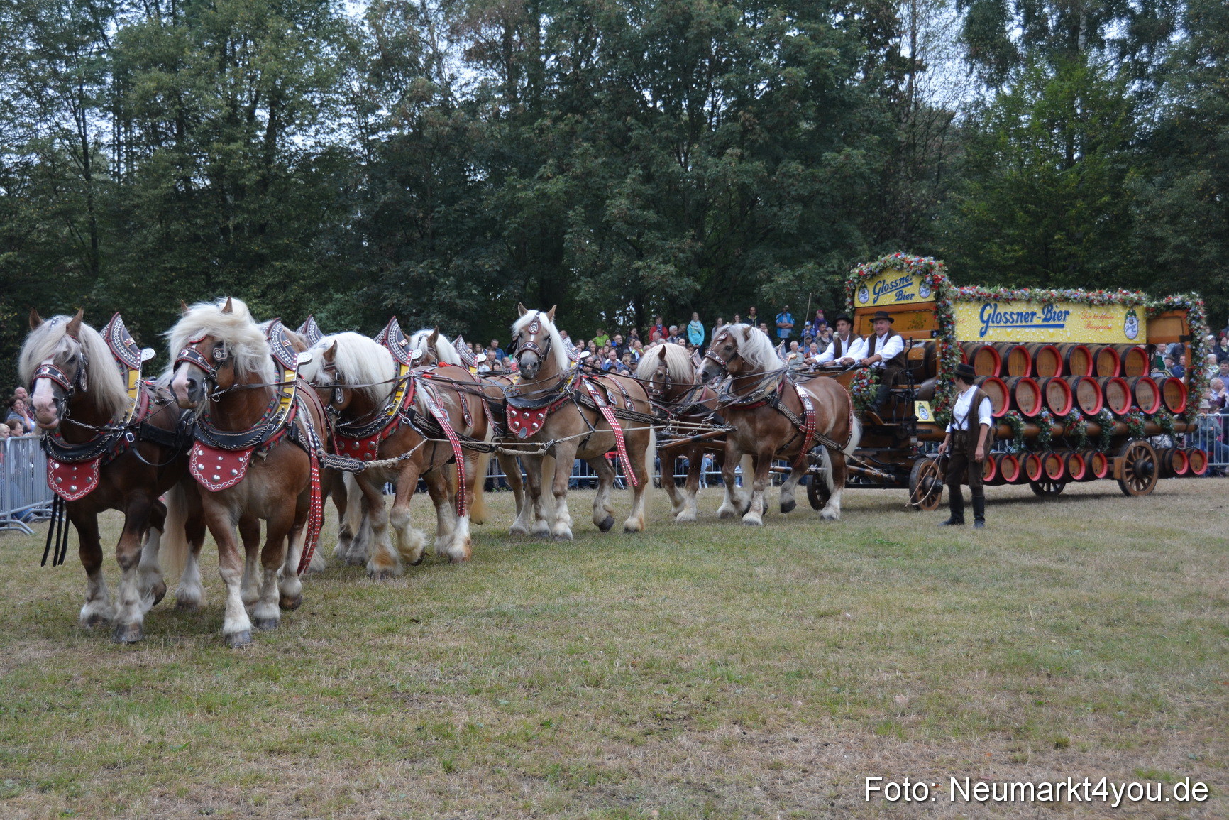 Pferde und Fohlenschau 170815 0040