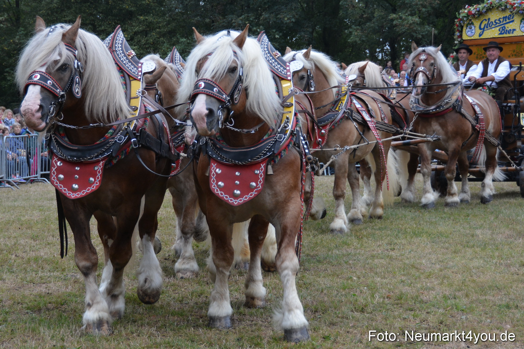 Pferde und Fohlenschau 170815 0041