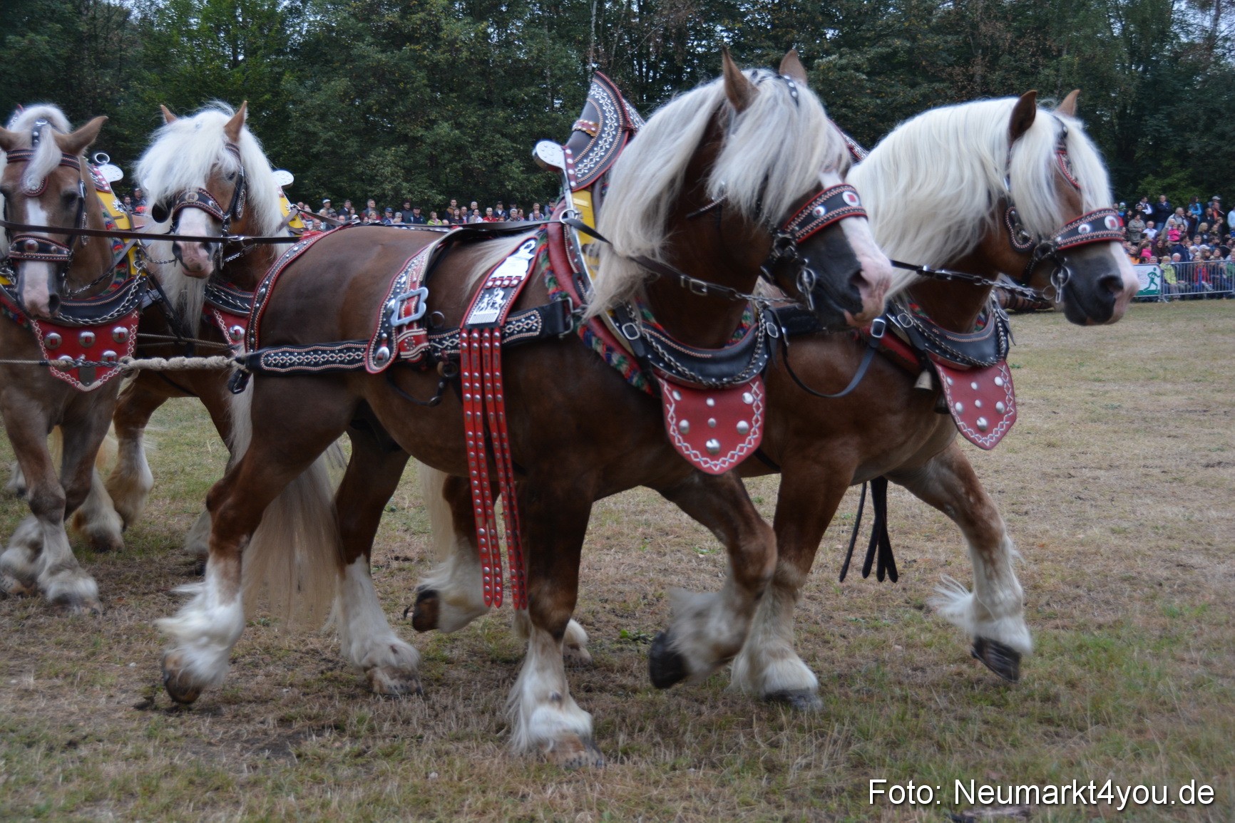 Pferde und Fohlenschau 170815 0042