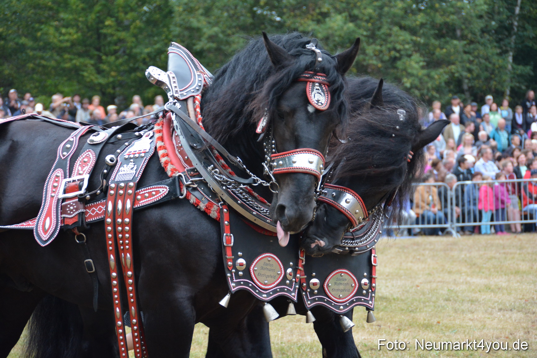 Pferde und Fohlenschau 170815 0048