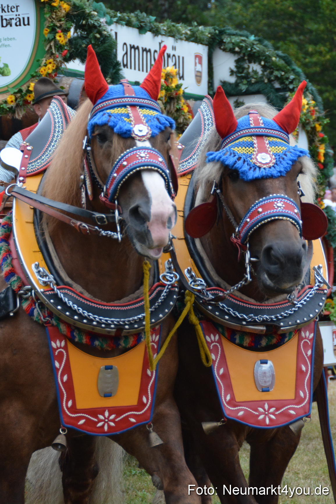 Pferde und Fohlenschau 170815 0054