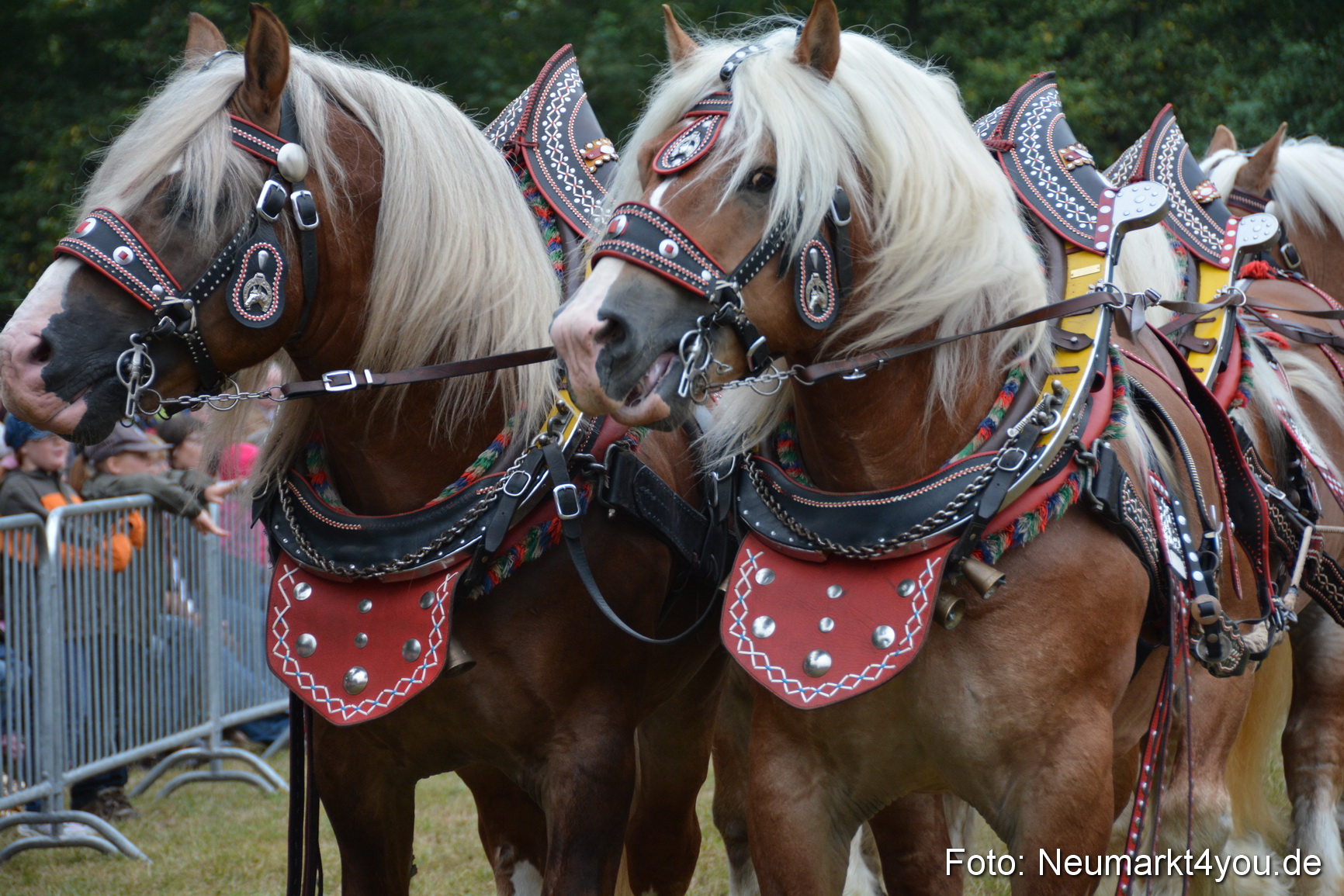 Pferde und Fohlenschau 170815 0057