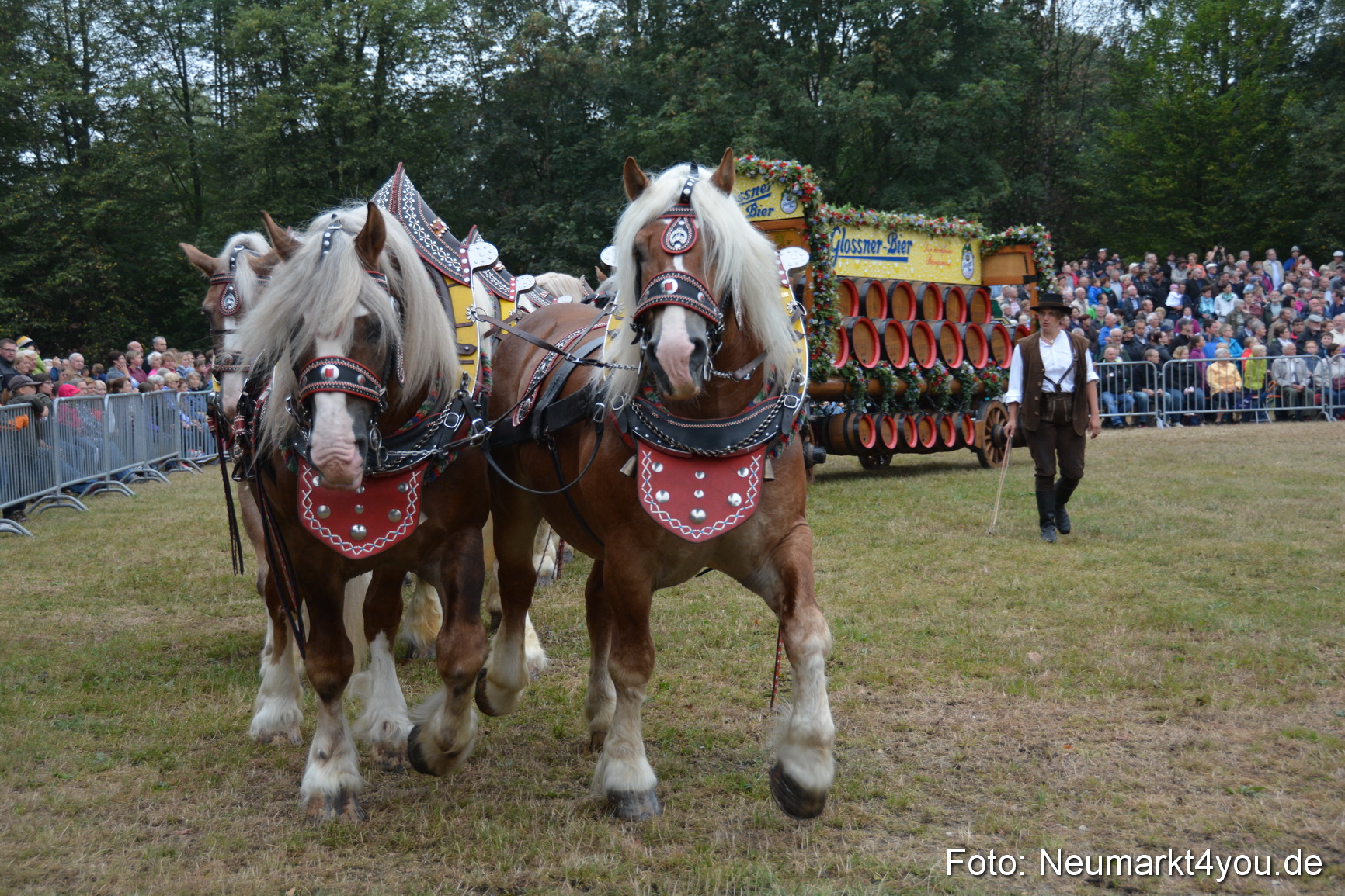 Pferde und Fohlenschau 170815 0058