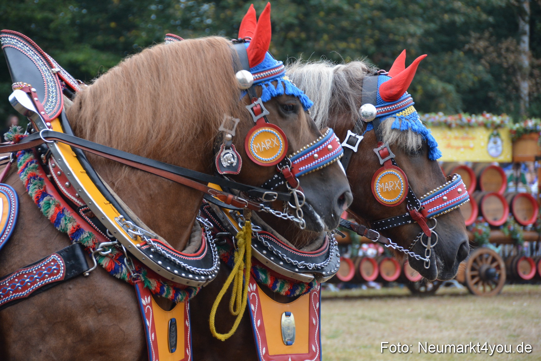 Pferde und Fohlenschau 170815 0063