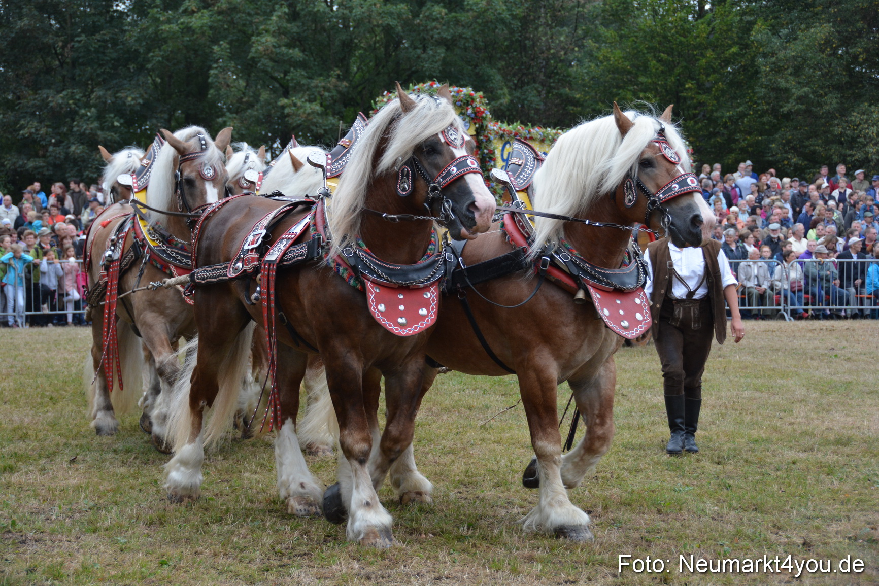Pferde und Fohlenschau 170815 0068
