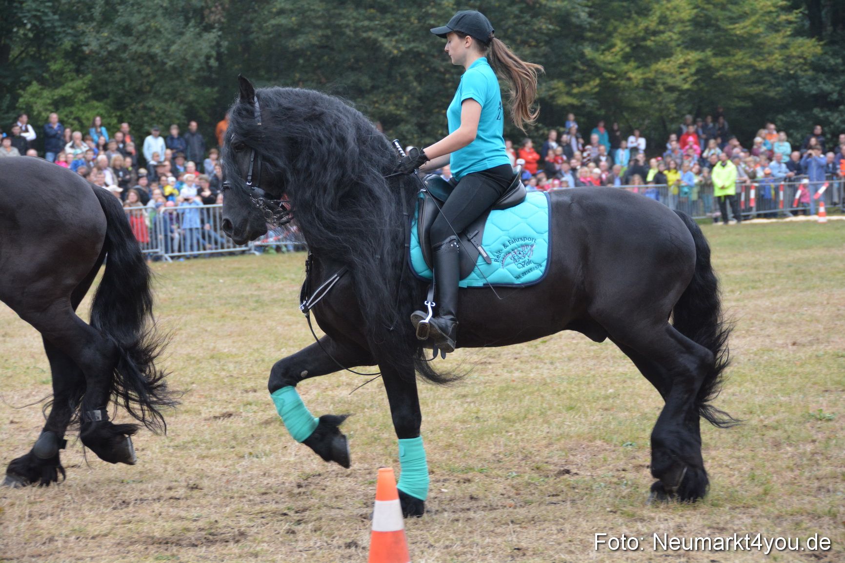 Pferde und Fohlenschau 170815 0080