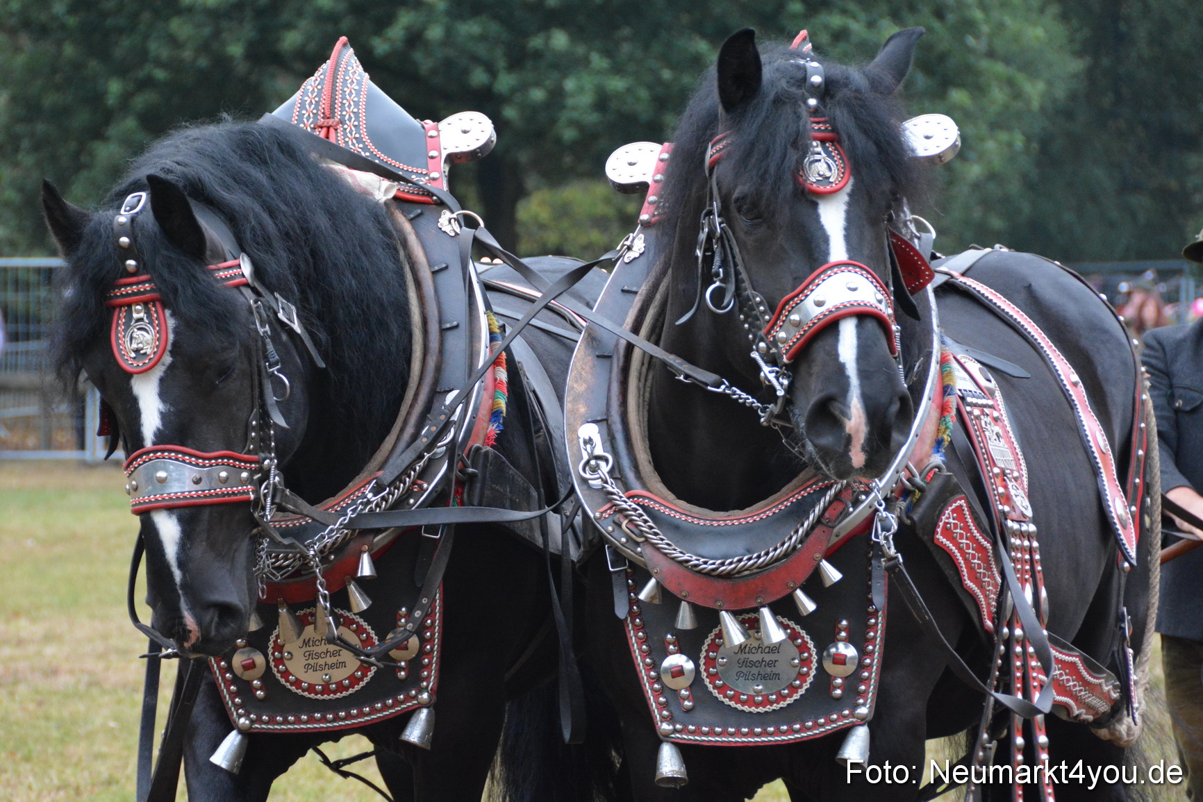 Pferde und Fohlenschau 170815 0090