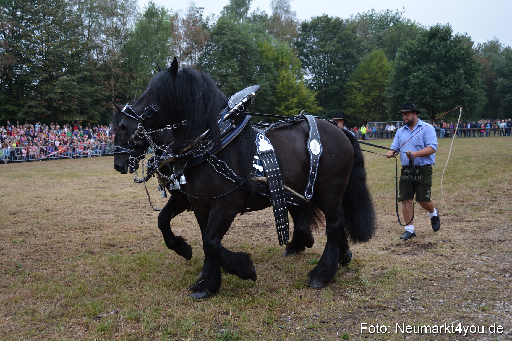 Pferde und Fohlenschau 170815 0093