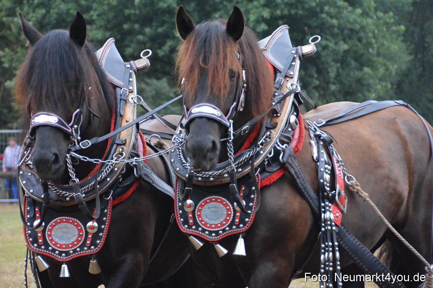 Pferde und Fohlenschau 170815 0095