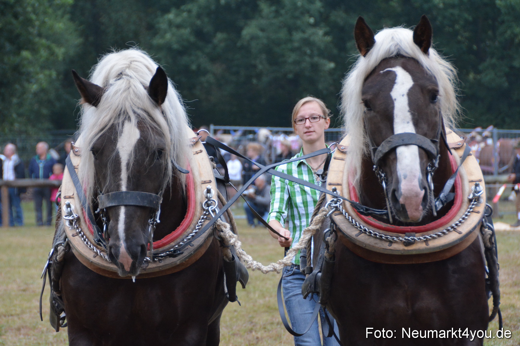 Pferde und Fohlenschau 170815 0098