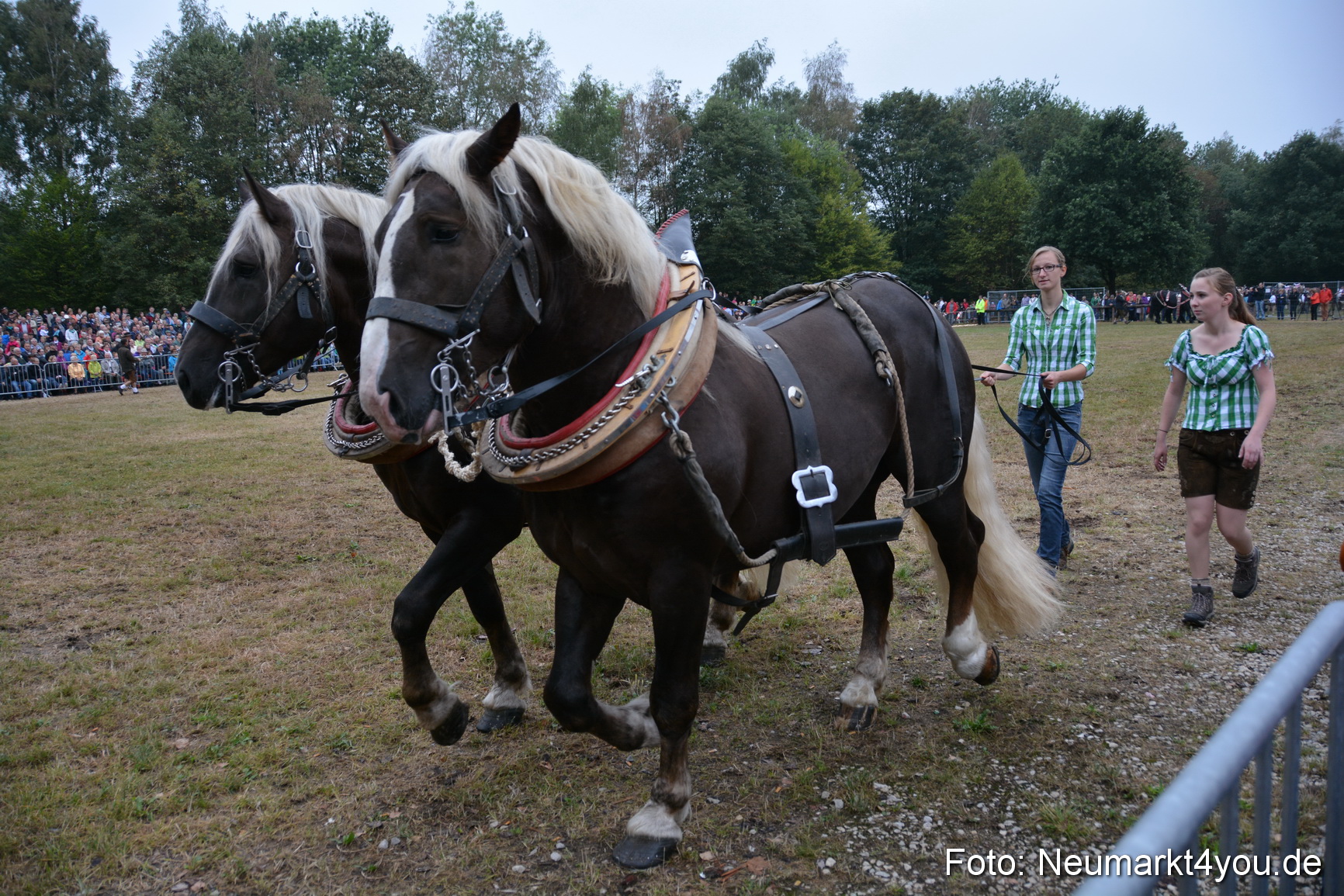 Pferde und Fohlenschau 170815 0099