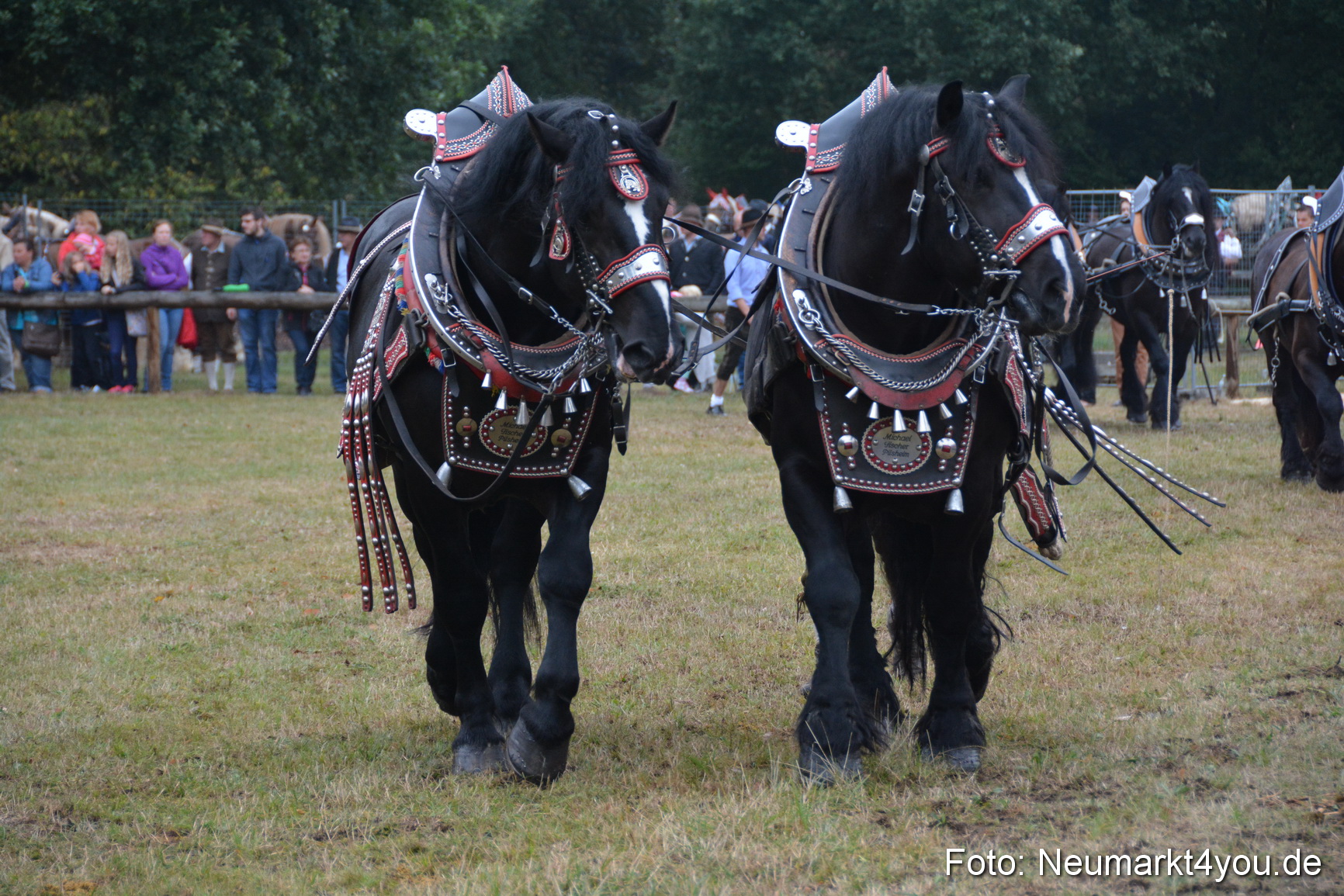 Pferde und Fohlenschau 170815 0100