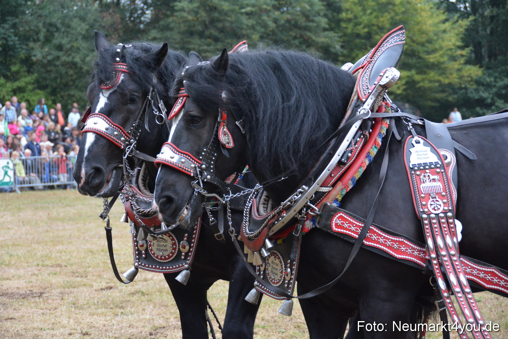 Pferde und Fohlenschau 170815 0102