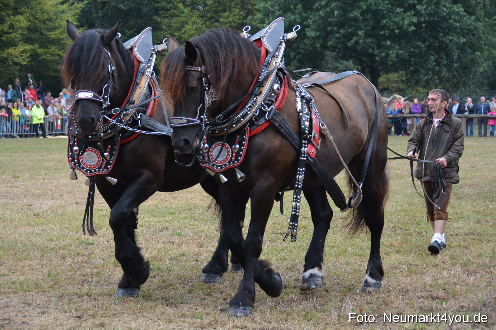 Pferde und Fohlenschau 170815 0103