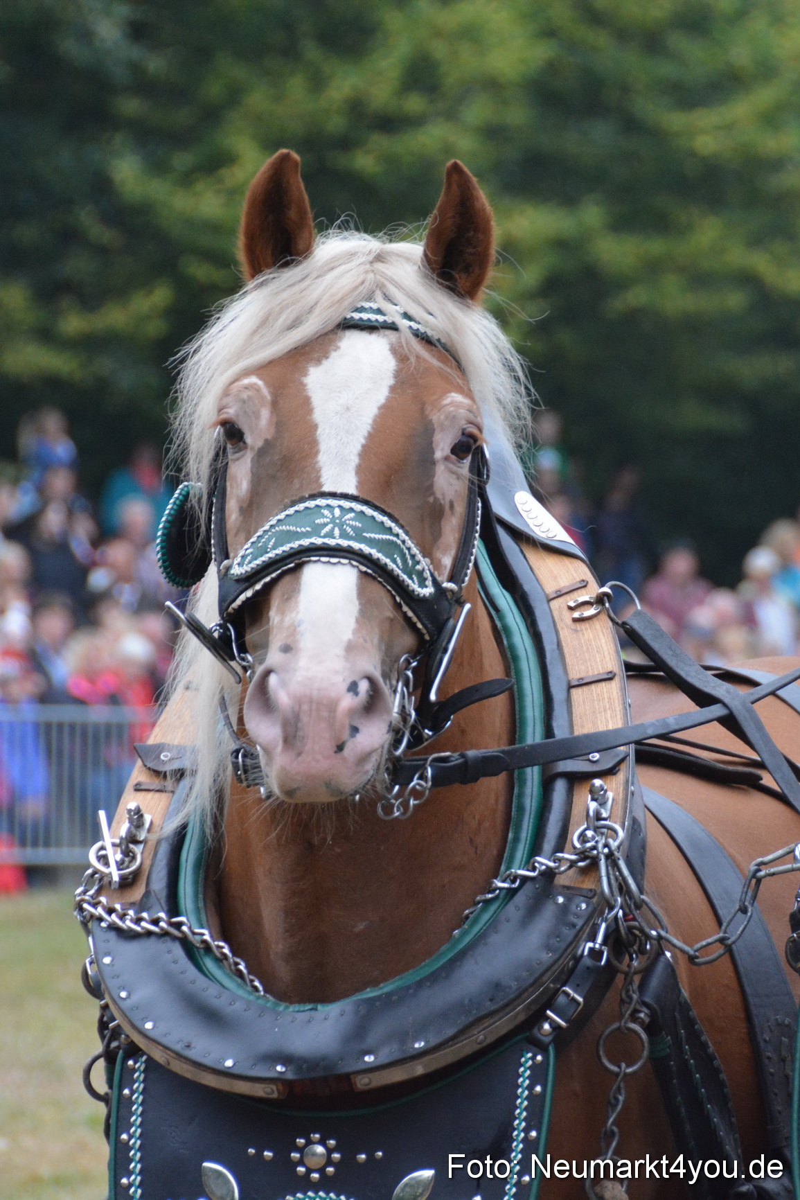 Pferde und Fohlenschau 170815 0105