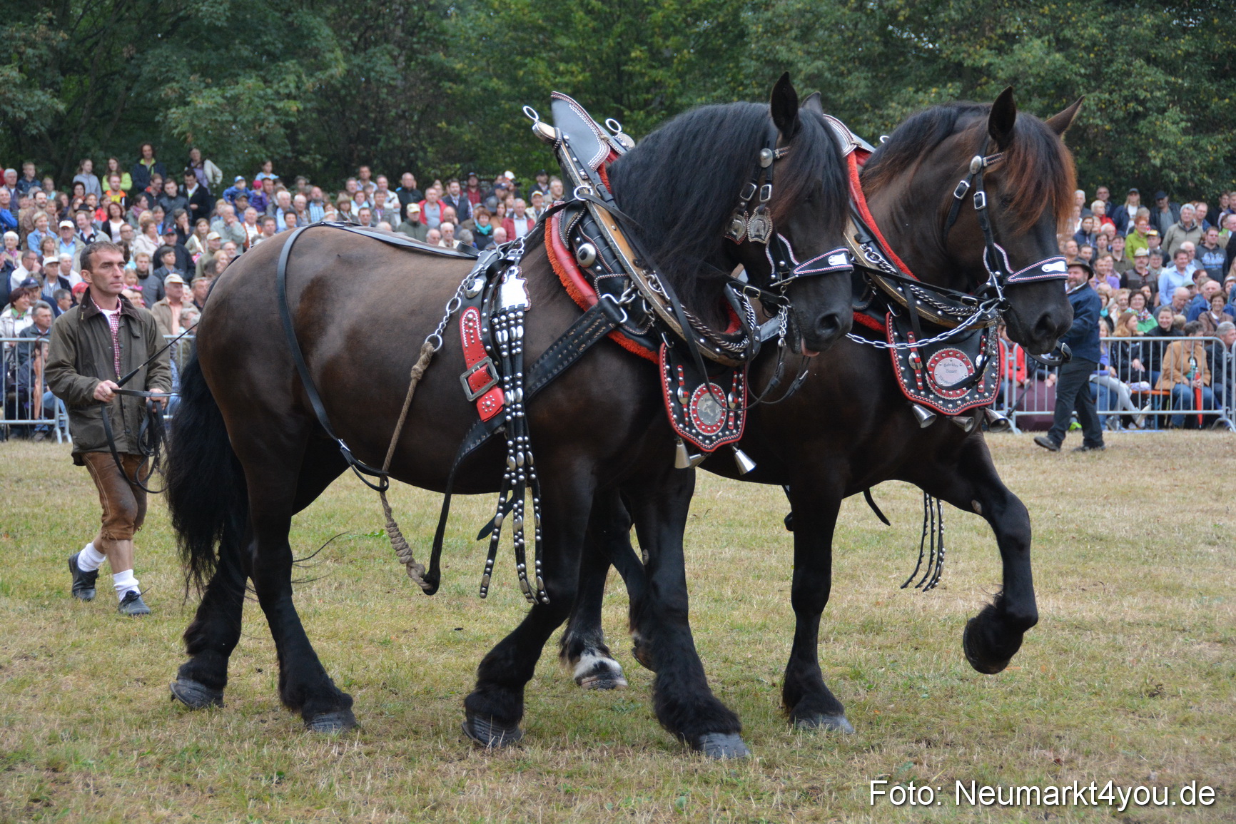 Pferde und Fohlenschau 170815 0108
