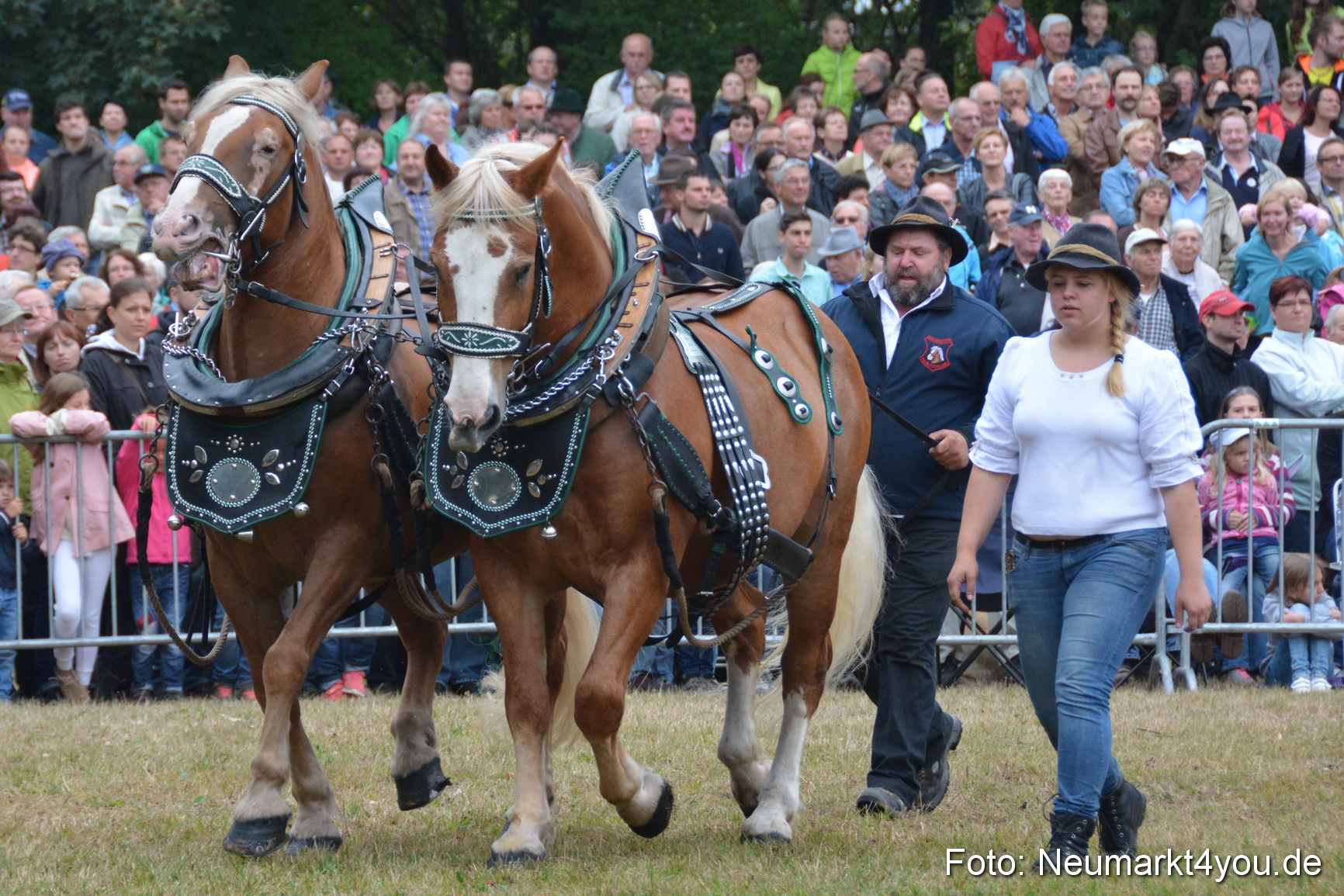 Pferde und Fohlenschau 170815 0109