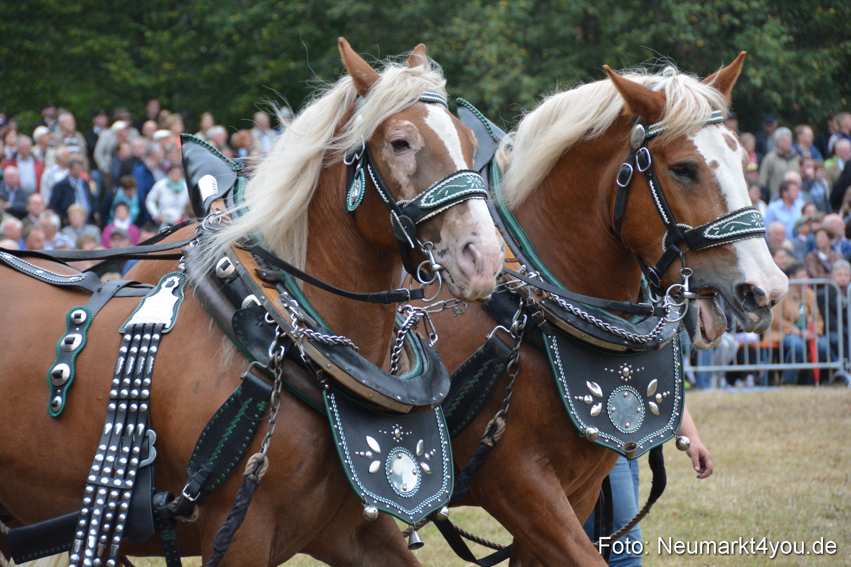 Pferde und Fohlenschau 170815 0110