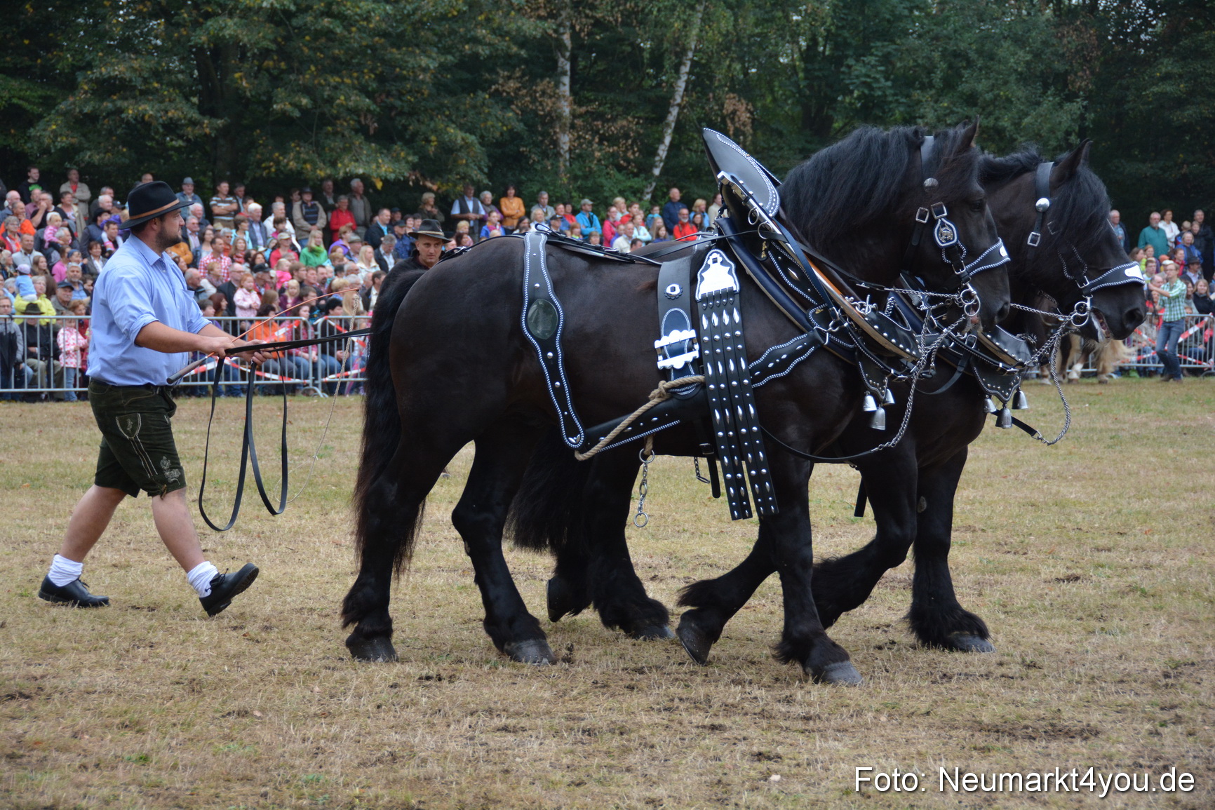 Pferde und Fohlenschau 170815 0112