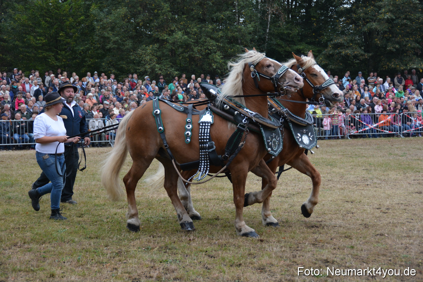 Pferde und Fohlenschau 170815 0113