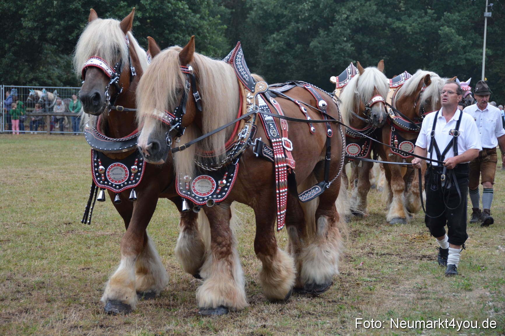 Pferde und Fohlenschau 170815 0116