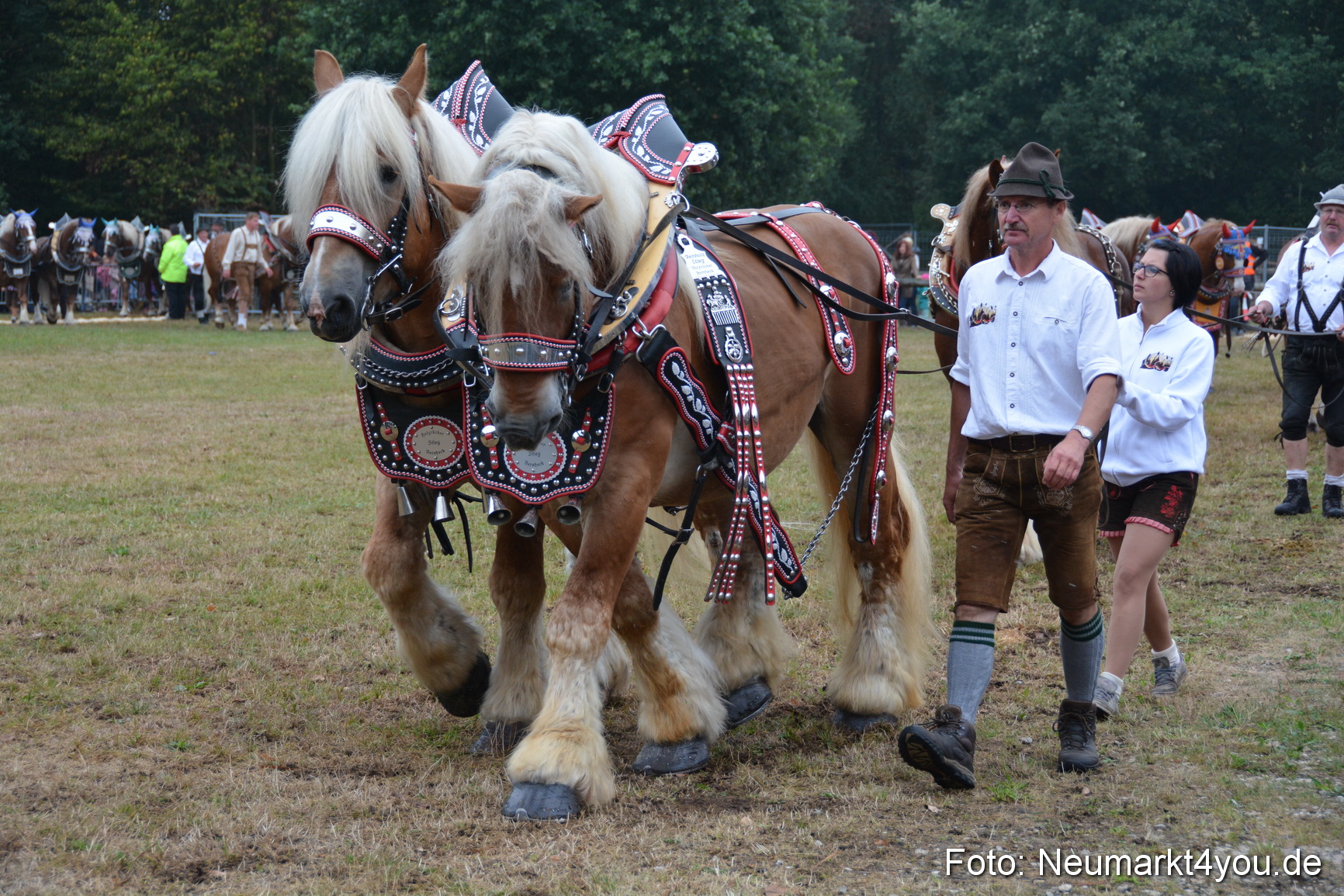 Pferde und Fohlenschau 170815 0117