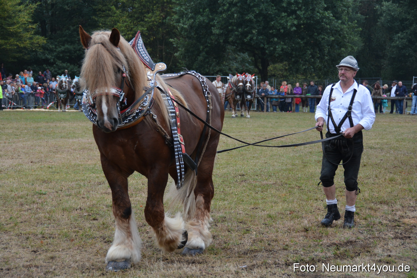 Pferde und Fohlenschau 170815 0118