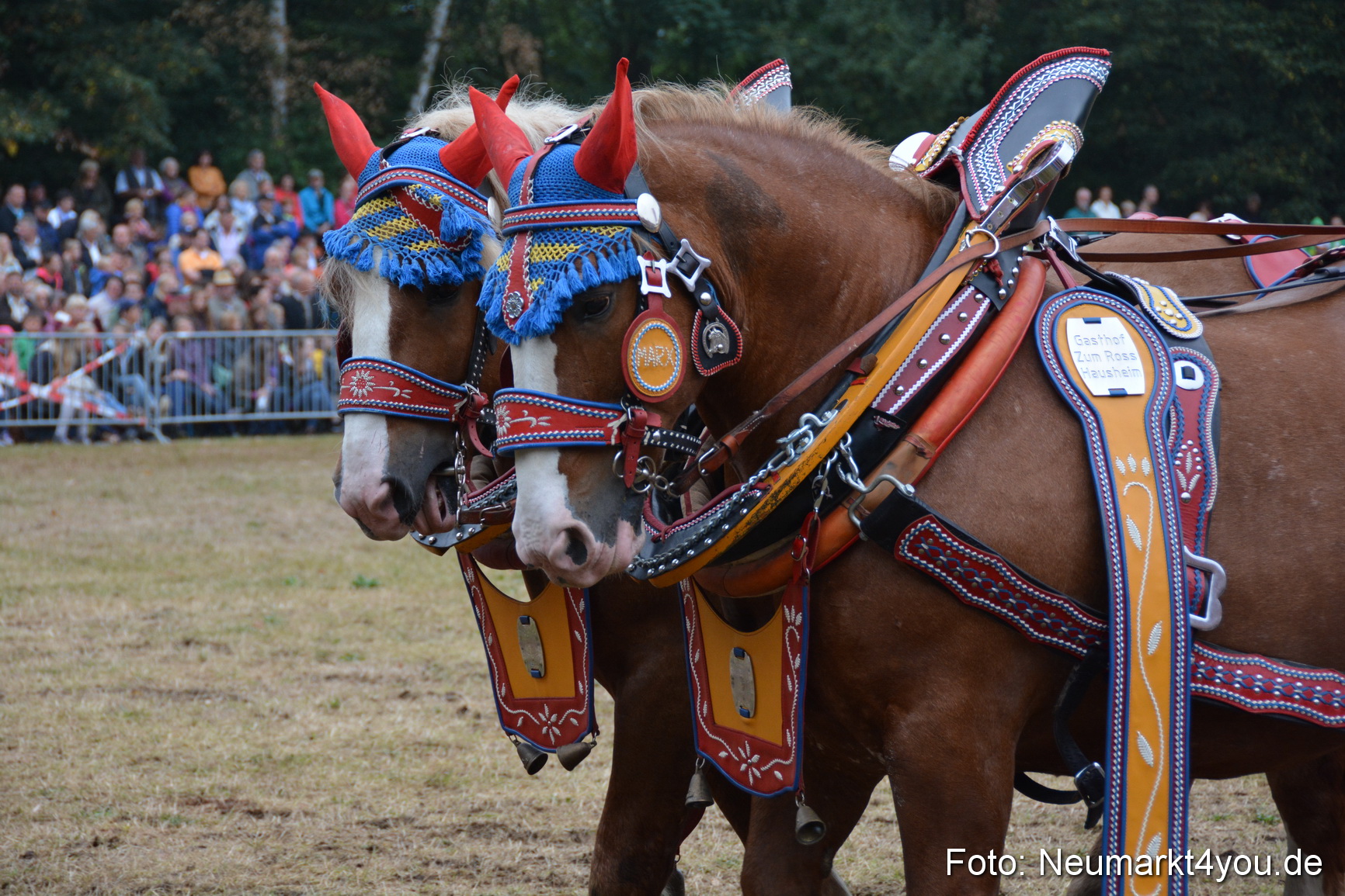 Pferde und Fohlenschau 170815 0122