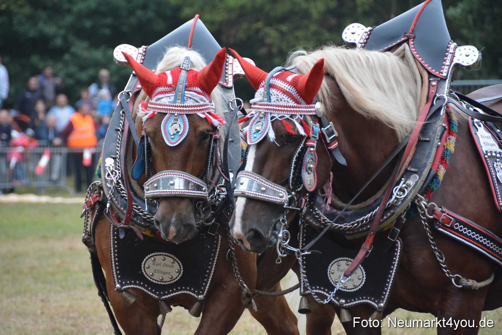Pferde und Fohlenschau 170815 0124