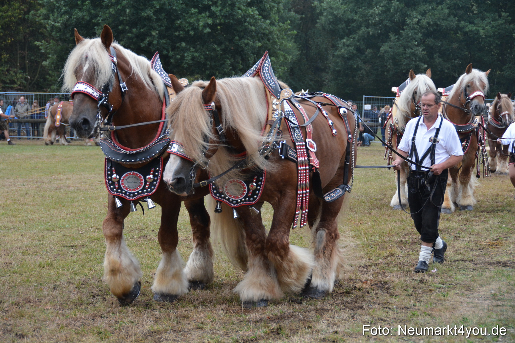 Pferde und Fohlenschau 170815 0131
