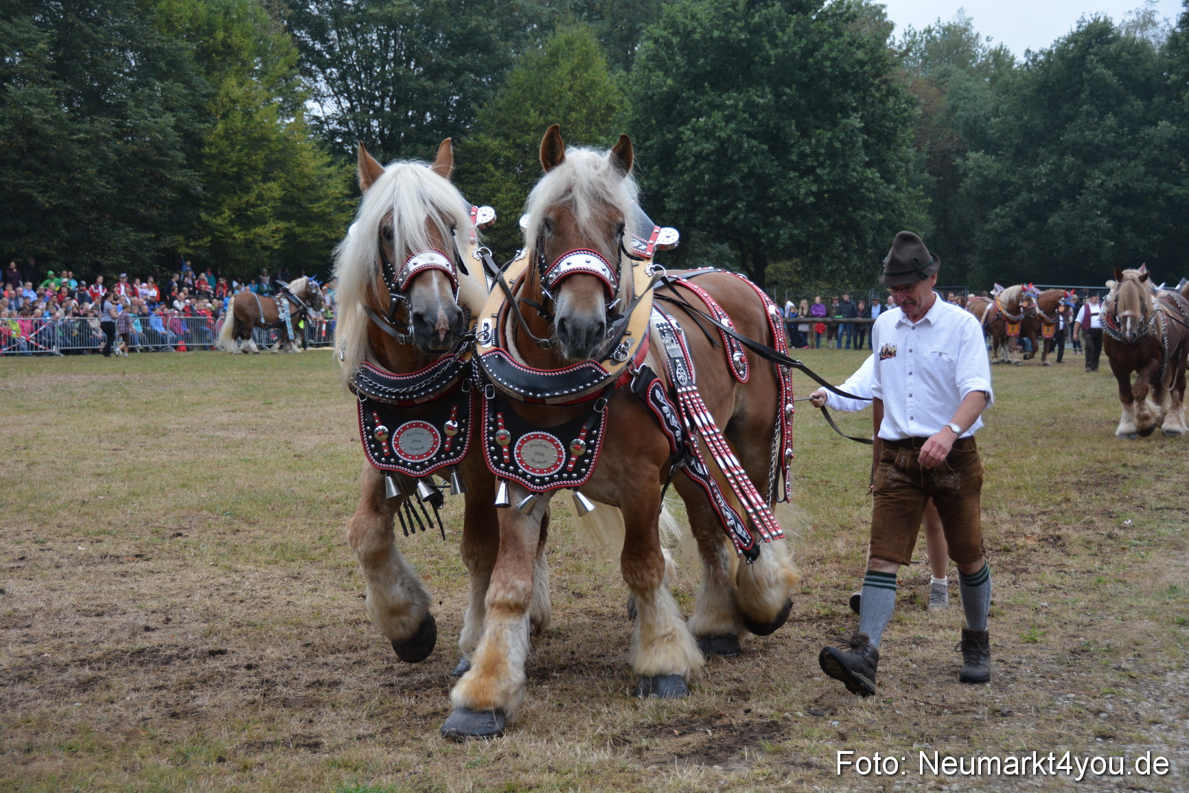 Pferde und Fohlenschau 170815 0132