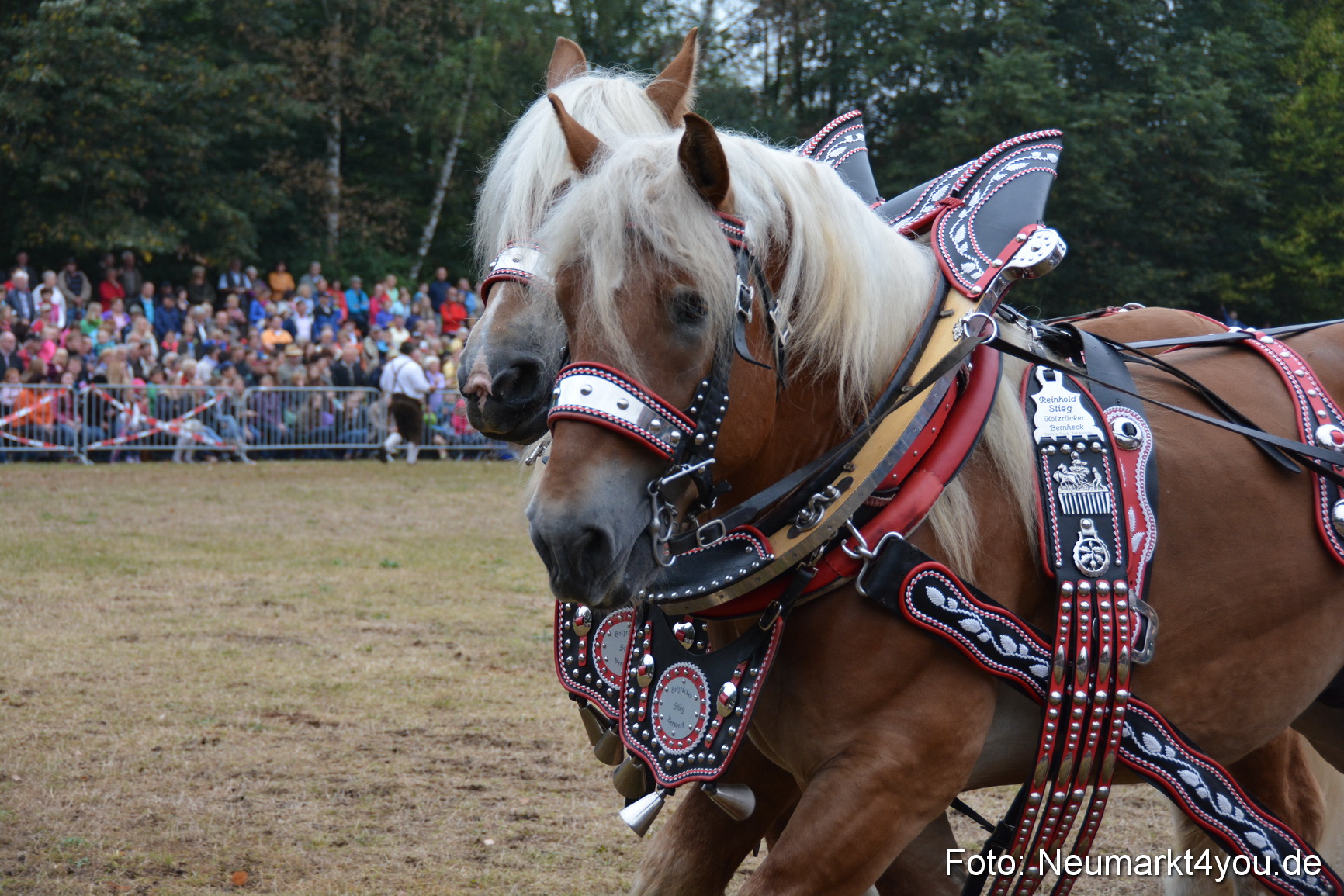 Pferde und Fohlenschau 170815 0133