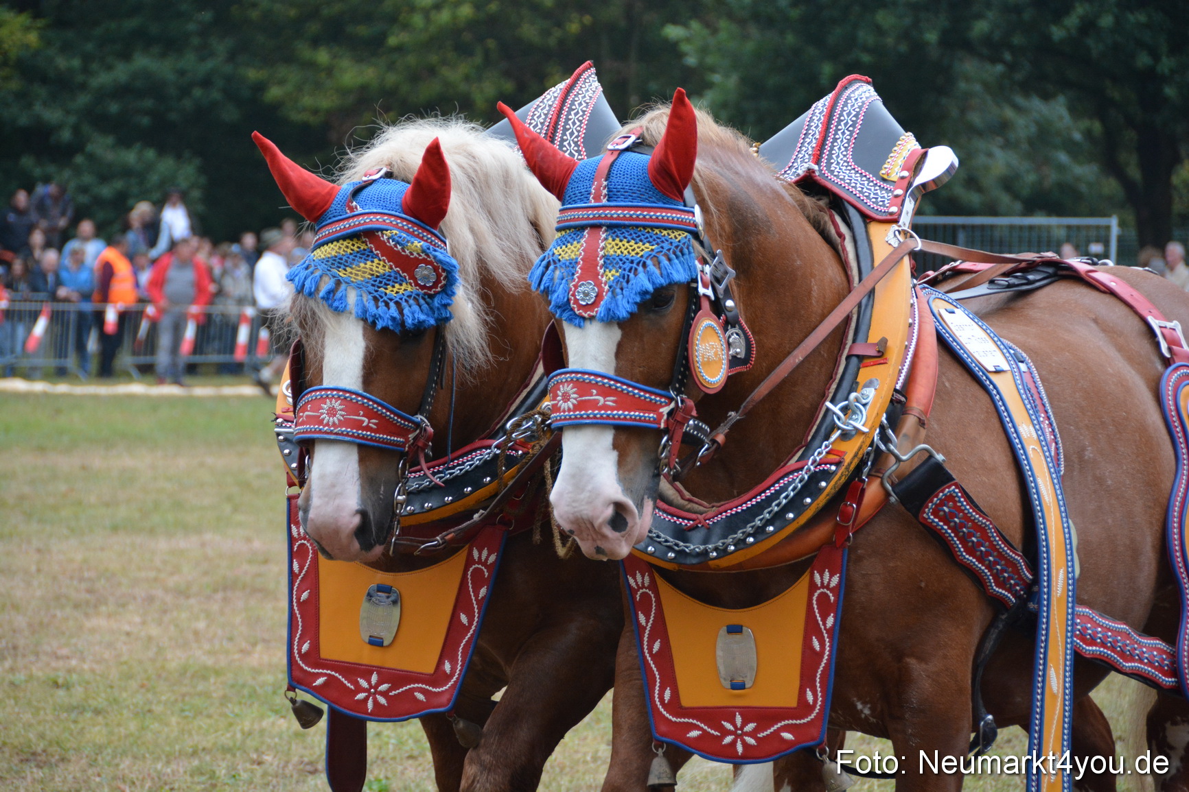 Pferde und Fohlenschau 170815 0135