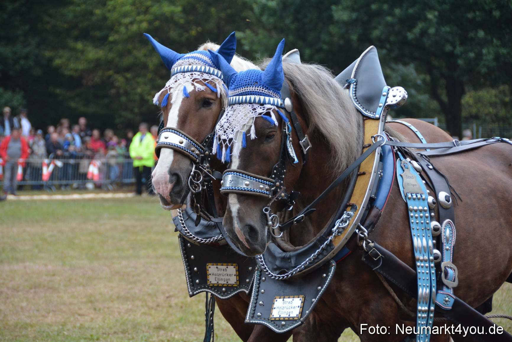 Pferde und Fohlenschau 170815 0136