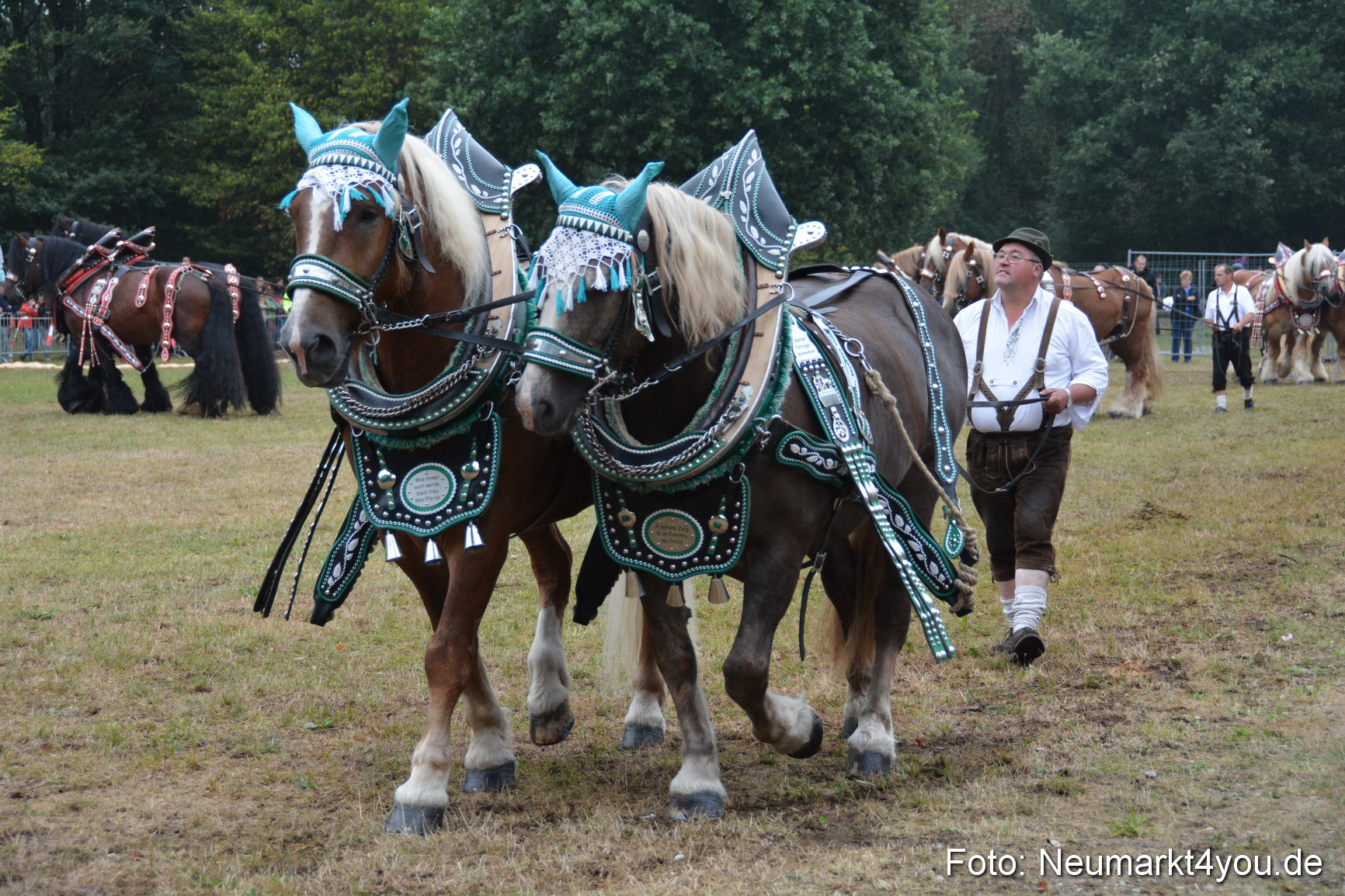 Pferde und Fohlenschau 170815 0137